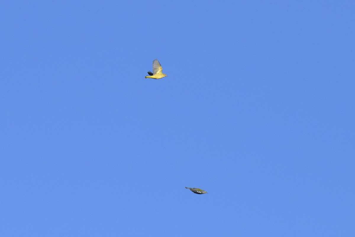 Yellow Warbler (Northern) - ML642701049