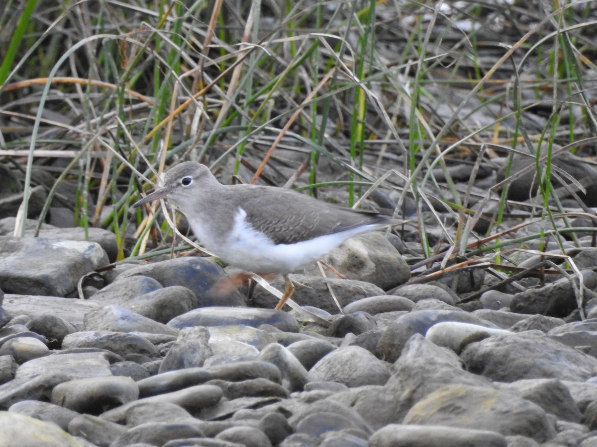 Spotted Sandpiper - ML642701064