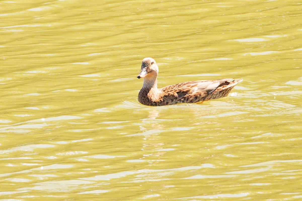 Mallard - ML642701087