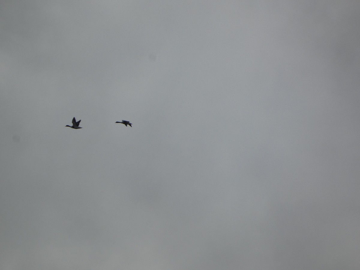 Common Shelduck - ML642701093