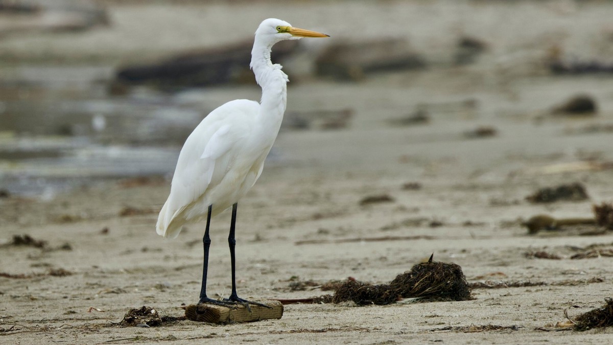 Grande Aigrette - ML642701101