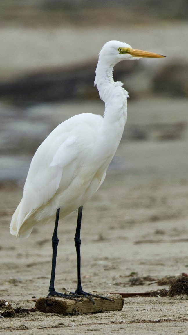 Grande Aigrette - ML642701102