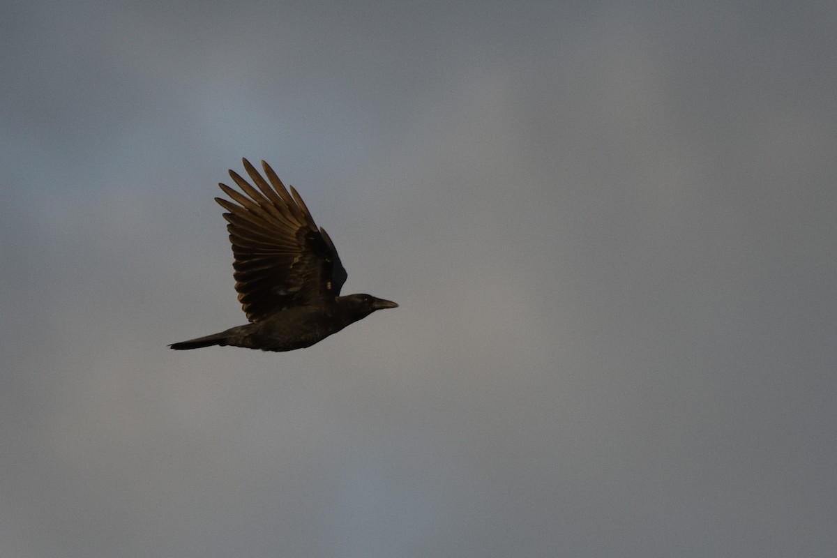 American Crow - ML642701106
