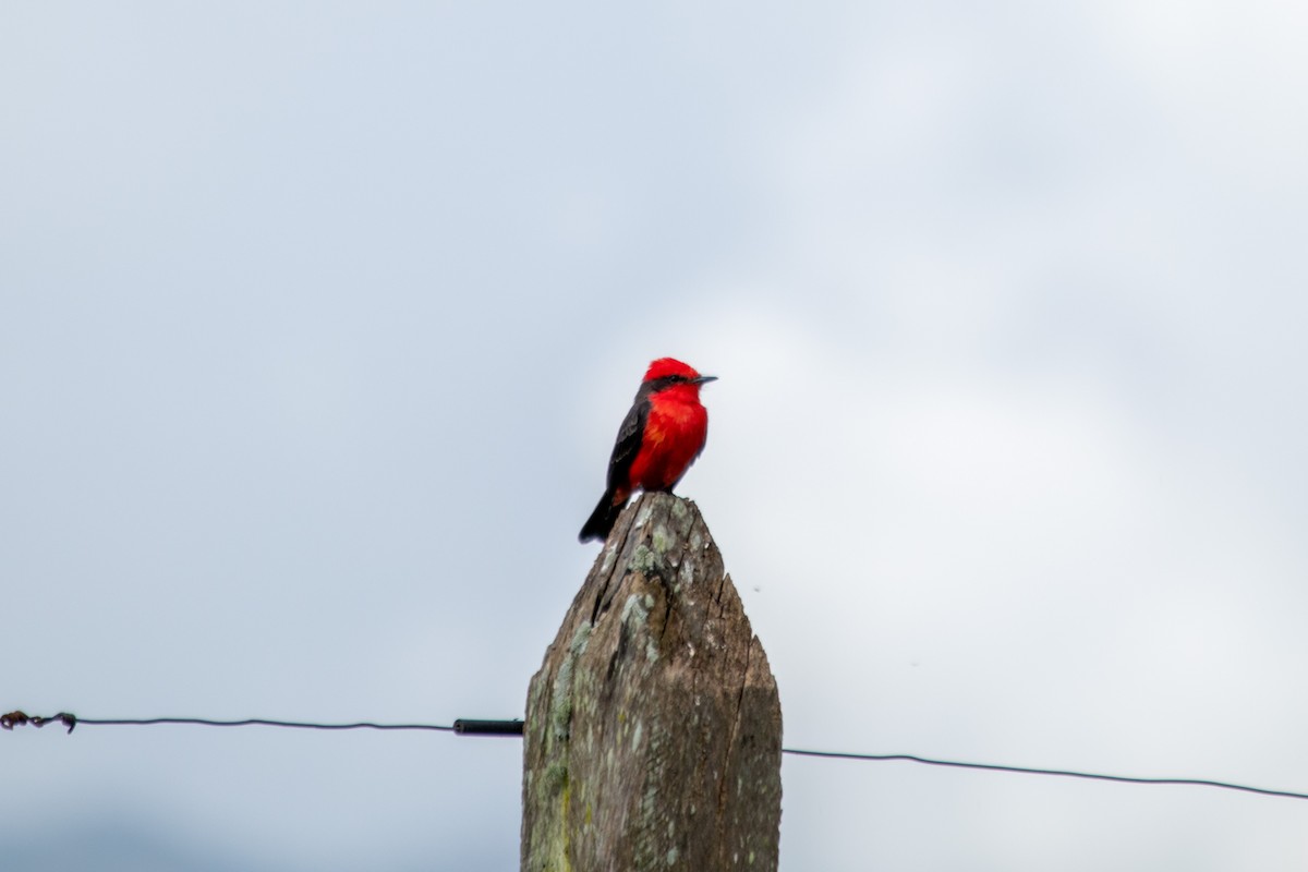 Vermilion Flycatcher - ML642701107