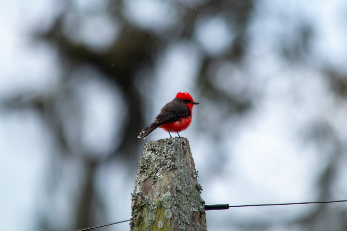 Vermilion Flycatcher - ML642701108