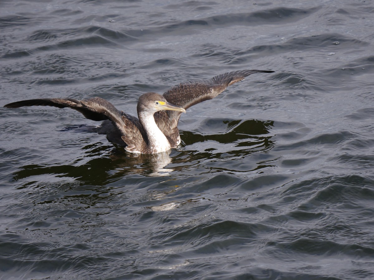 Pied Cormorant - ML64270111