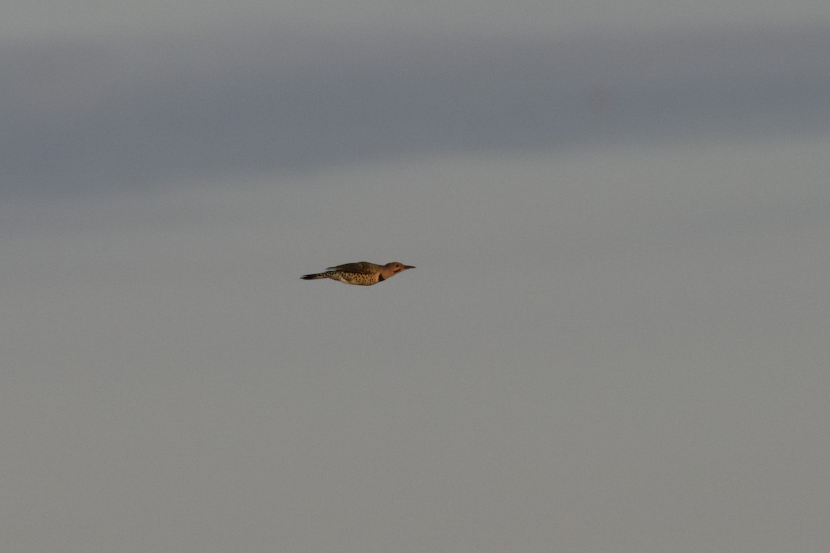 Northern Flicker (Yellow-shafted) - ML642701118