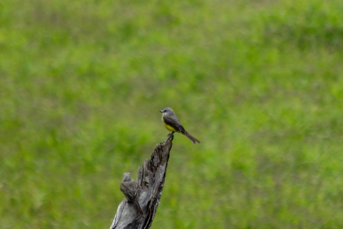 Tropical Kingbird - ML642701128