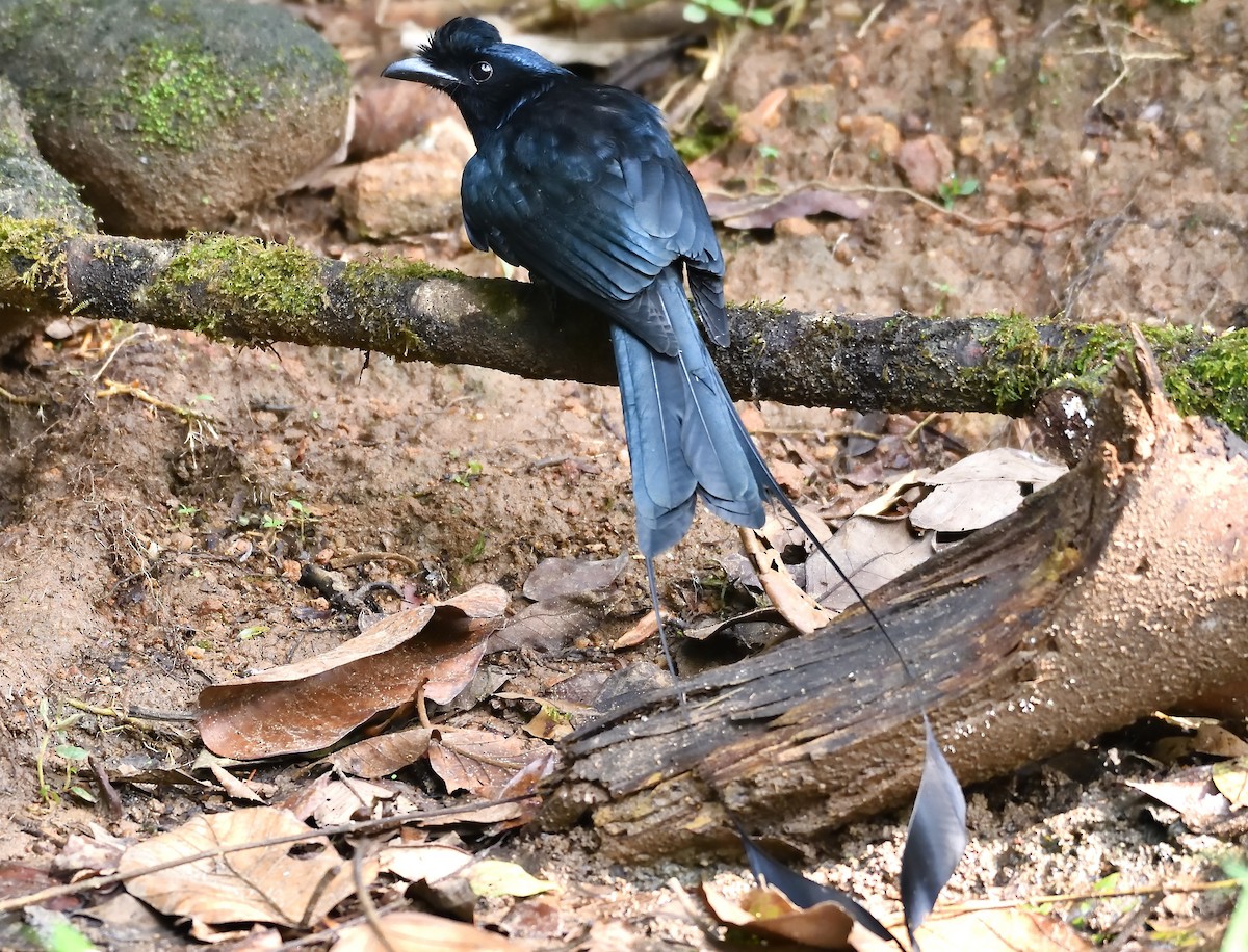 Greater Racket-tailed Drongo - ML642701143