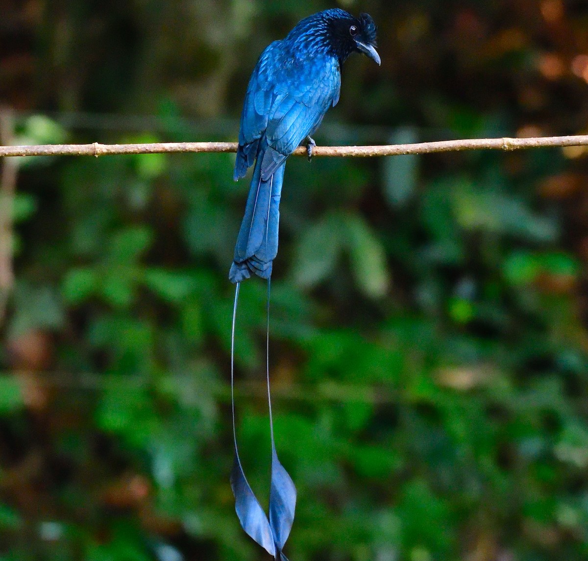 Greater Racket-tailed Drongo - ML642701152