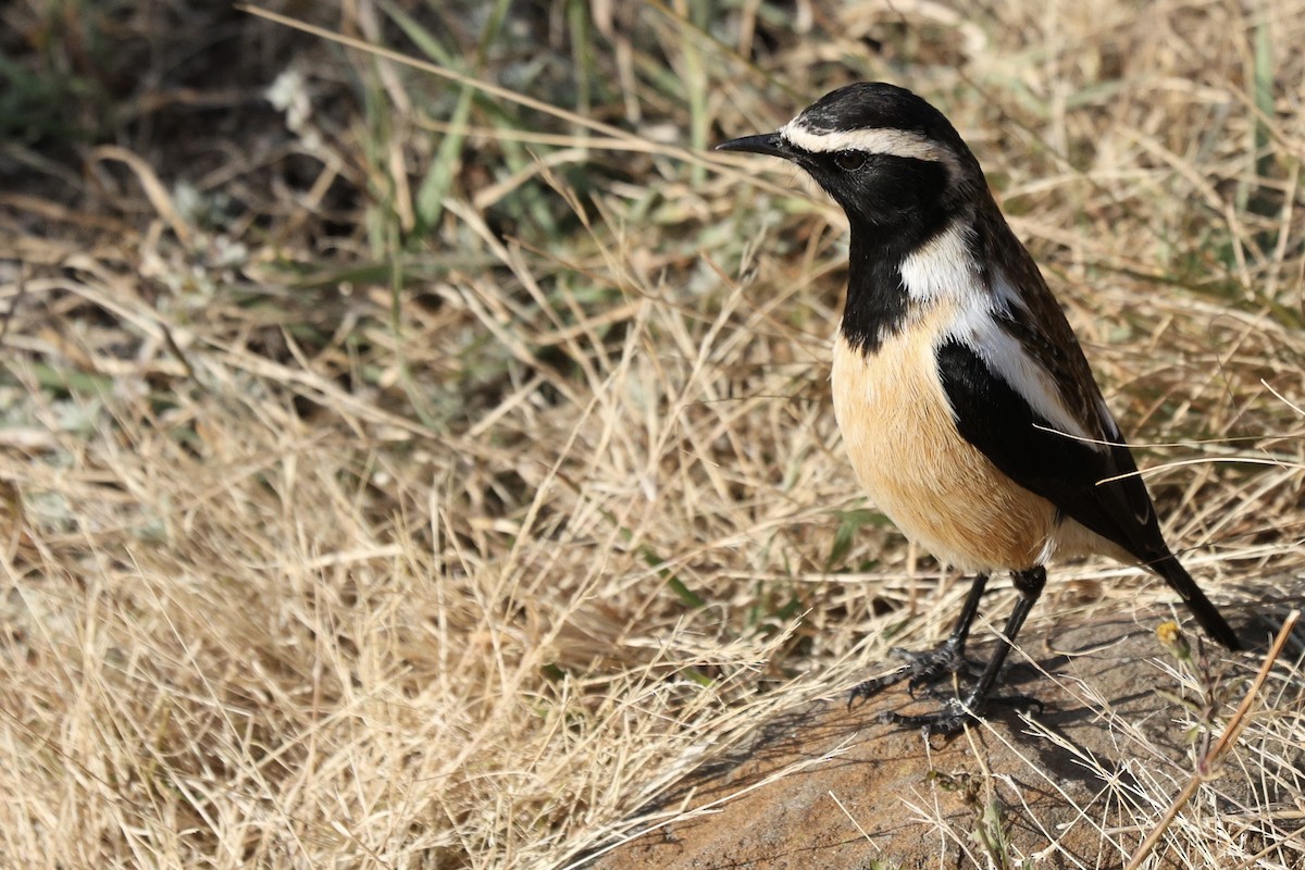 Buff-streaked Chat - ML642701157
