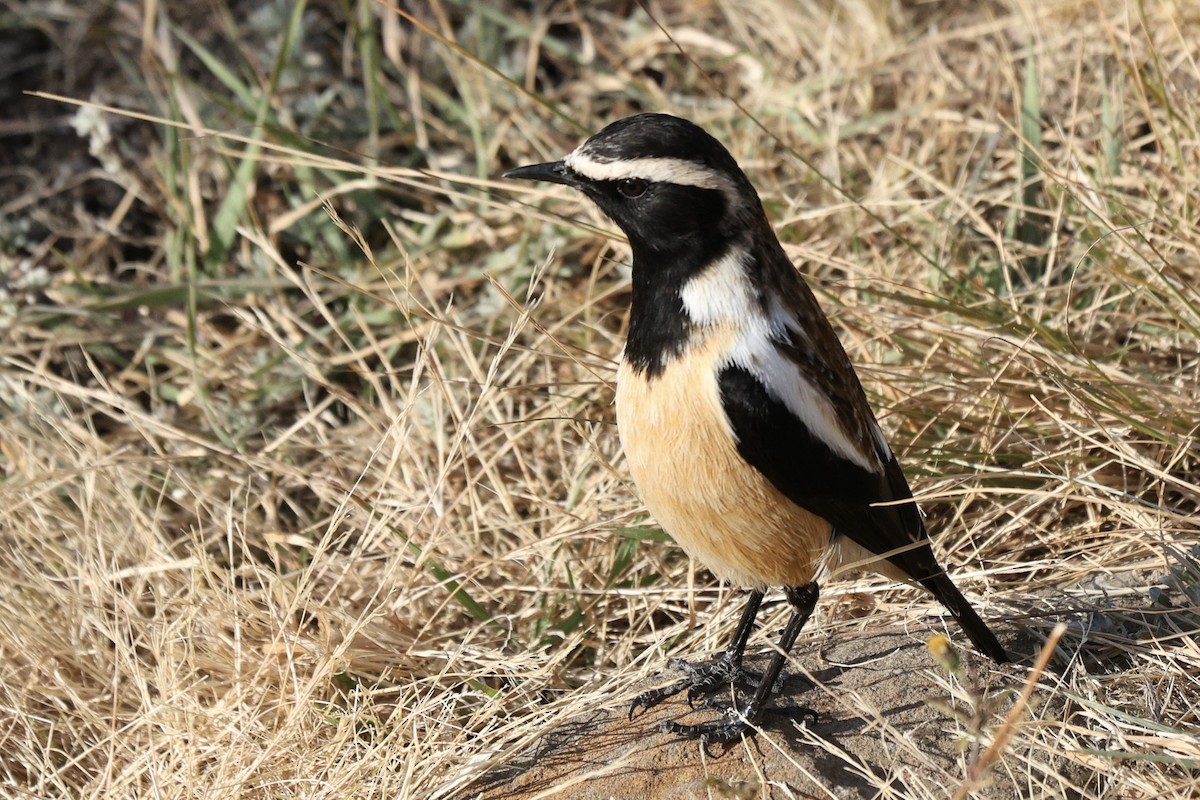 Buff-streaked Chat - ML642701158