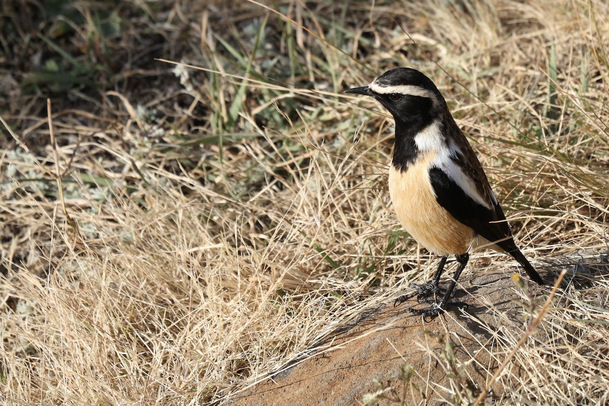 Buff-streaked Chat - ML642701159