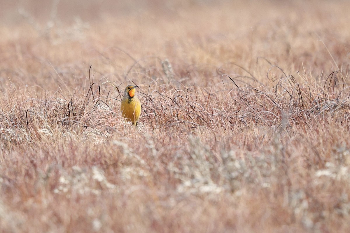 Orange-throated Longclaw - ML642701166