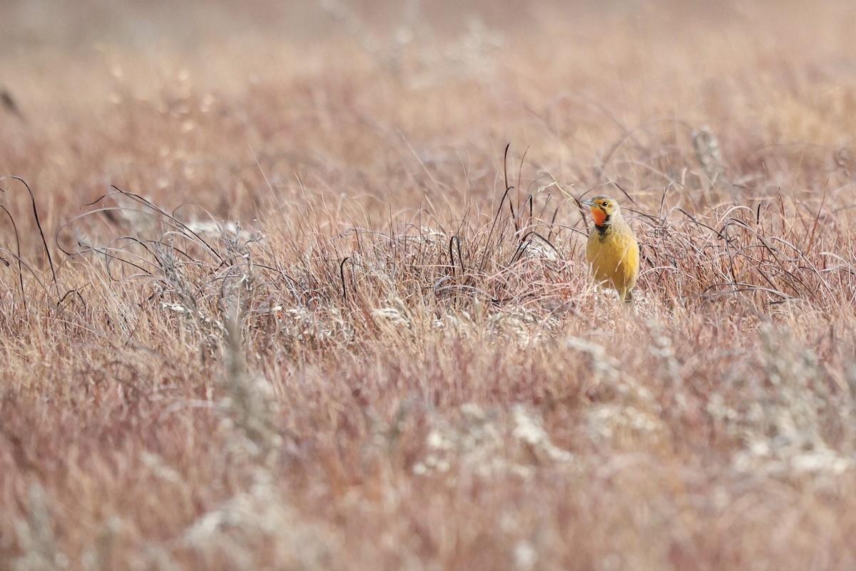 Orange-throated Longclaw - ML642701168