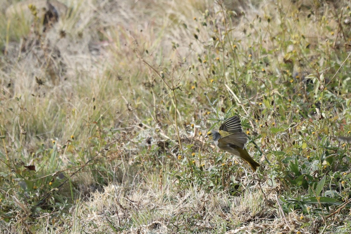 Cape Canary - ML642701174