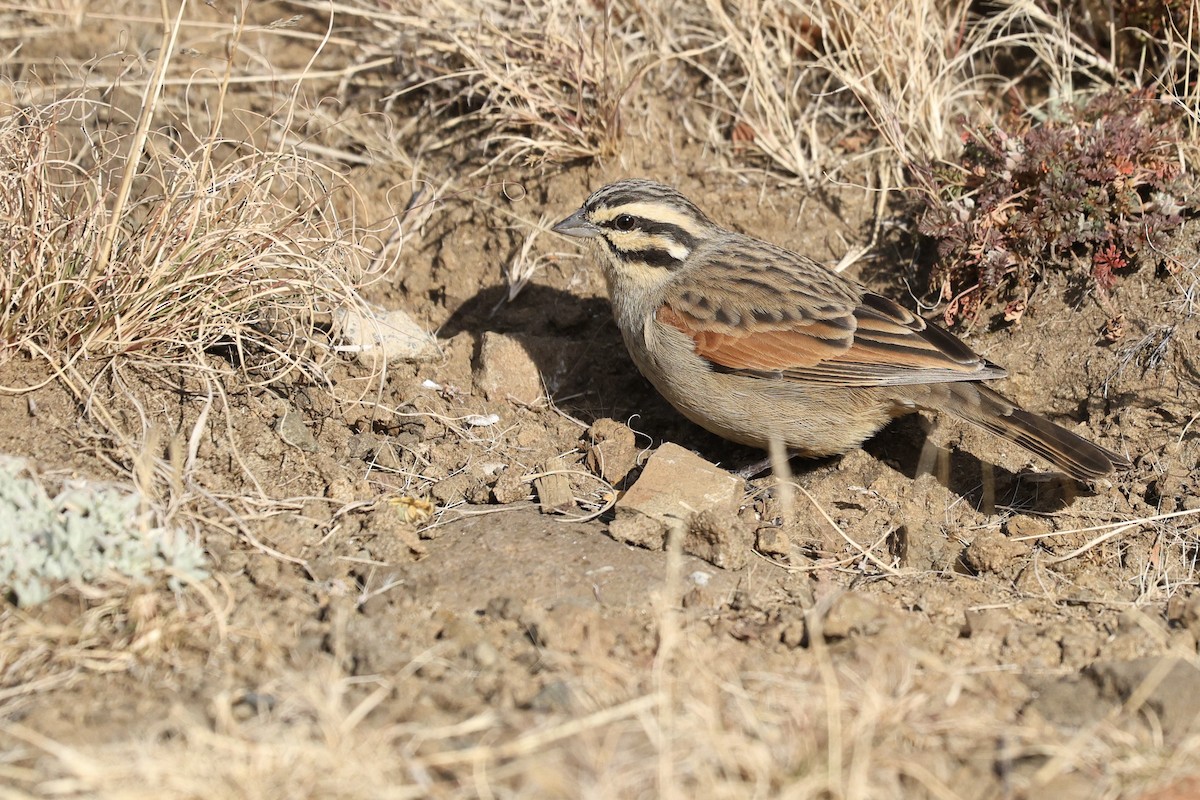 Cape Bunting - ML642701176