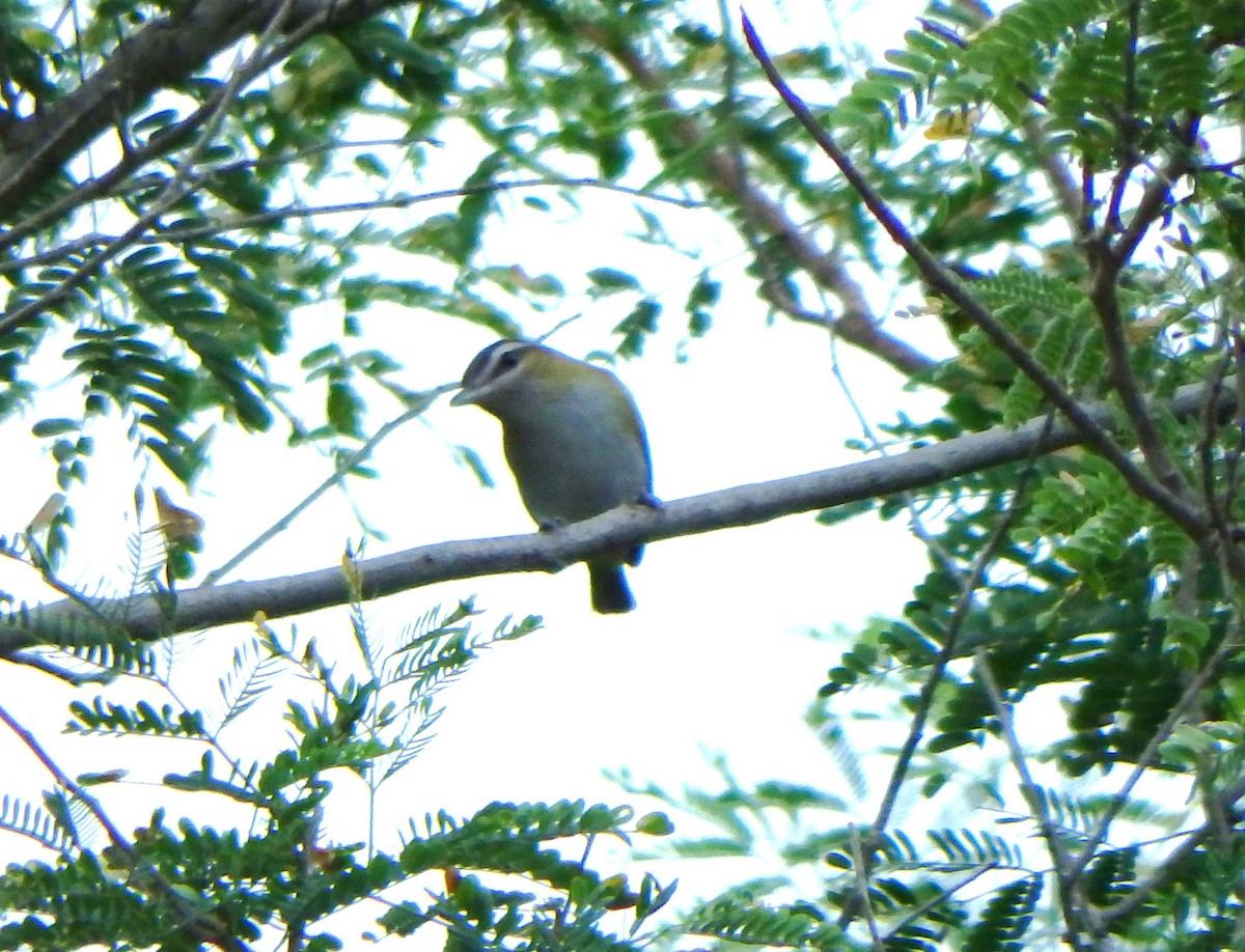 Chivi Vireo - ML642701232