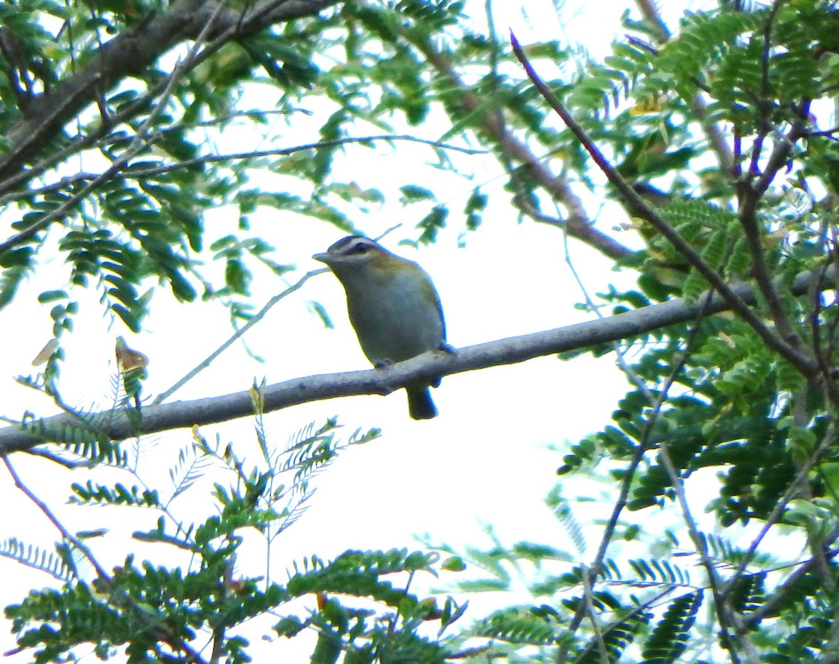 Chivi Vireo - ML642701233