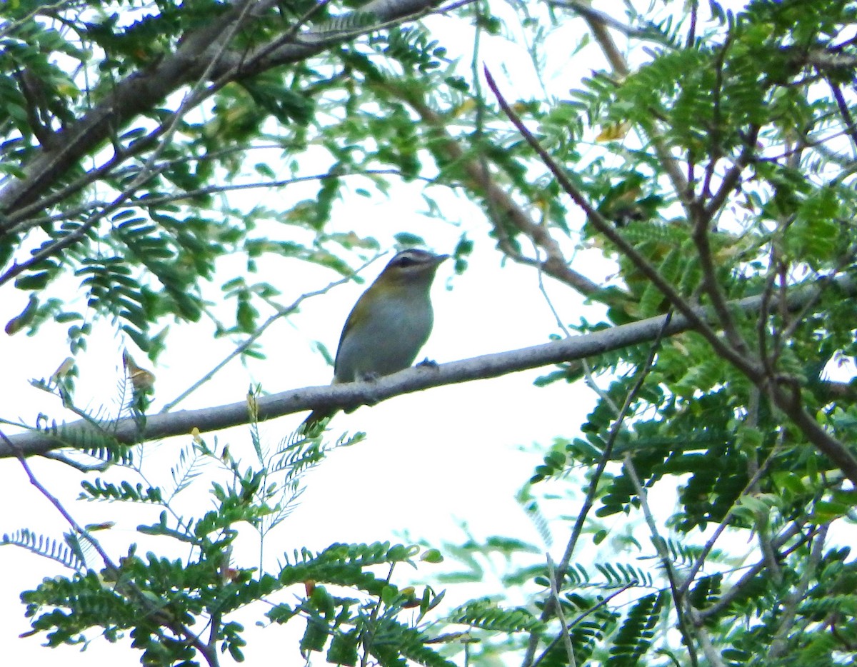 Chivi Vireo - ML642701235