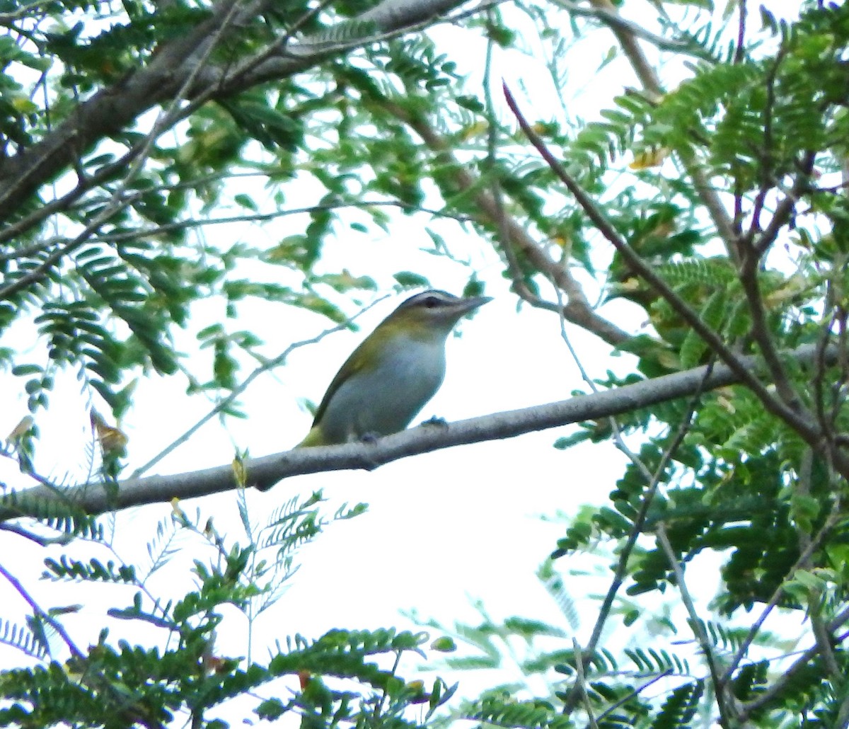 Chivi Vireo - ML642701238