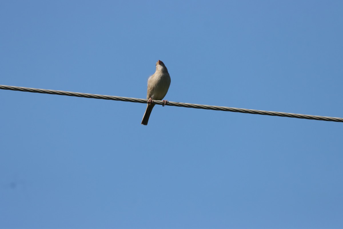 Moineau domestique - ML642701241