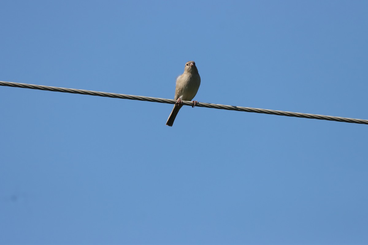 Moineau domestique - ML642701249