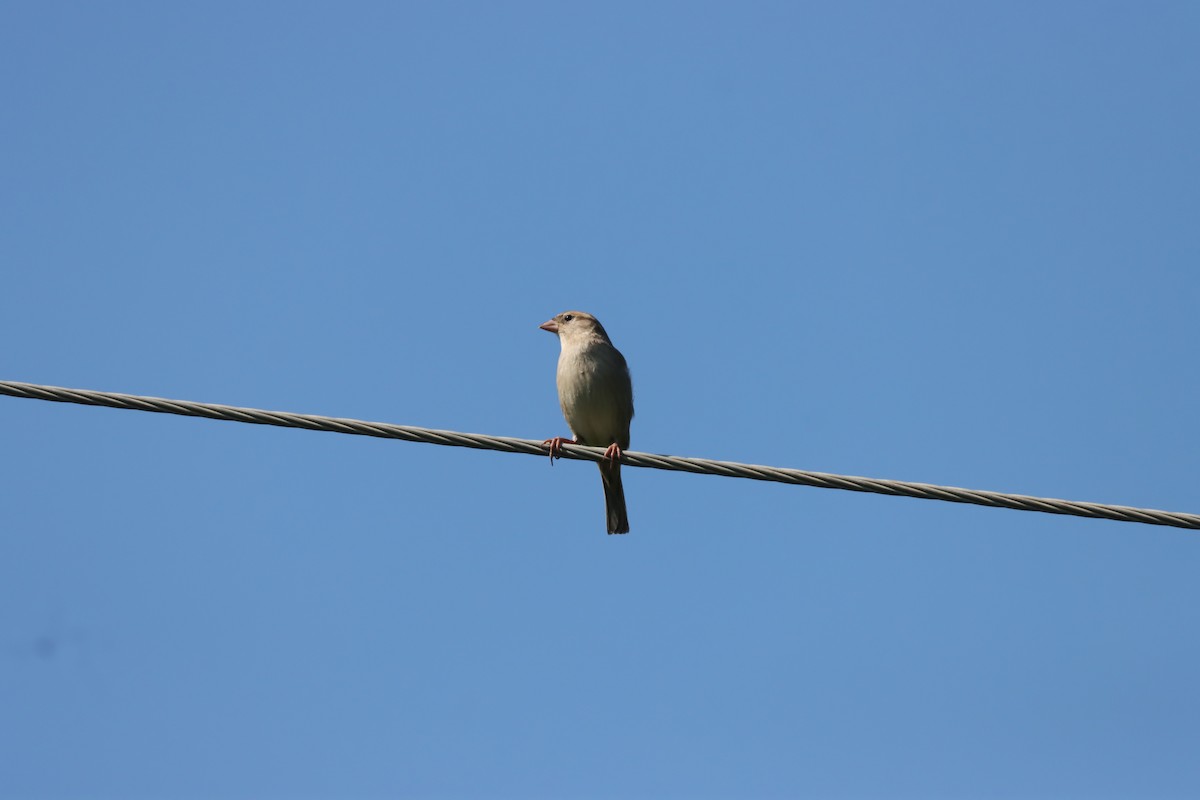 Moineau domestique - ML642701265