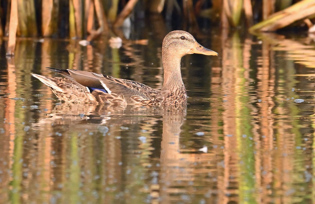 Mallard - ML642701268