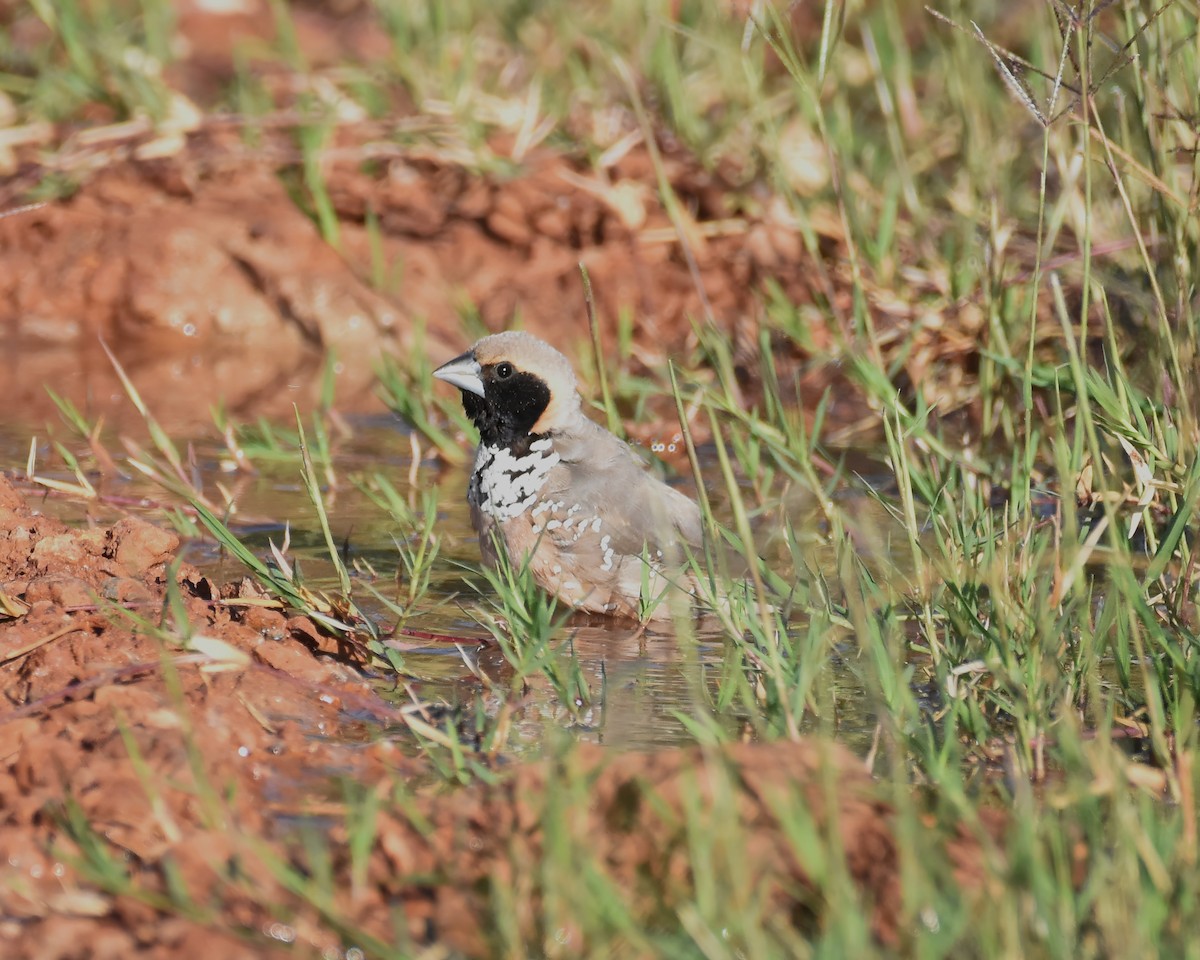 Pictorella Munia - ML642701271