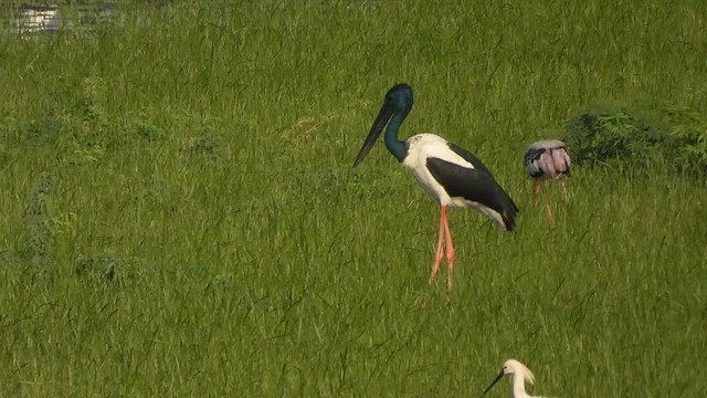Jabiru d'Asie - ML642701281
