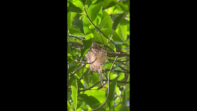 Yellow-browed Tody-Flycatcher - ML642701283