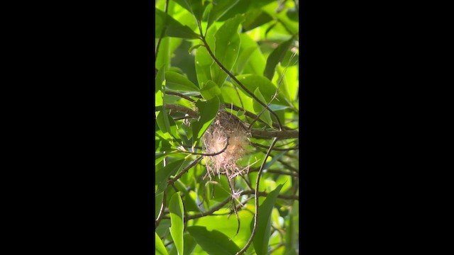 Yellow-browed Tody-Flycatcher - ML642701284
