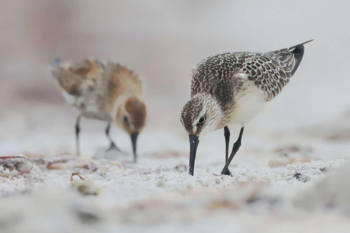 Curlew Sandpiper - ML642701285