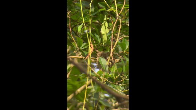 Yellow-browed Tody-Flycatcher - ML642701300