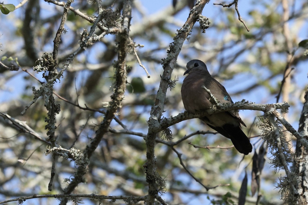 Emerald-spotted Wood-Dove - ML642701301