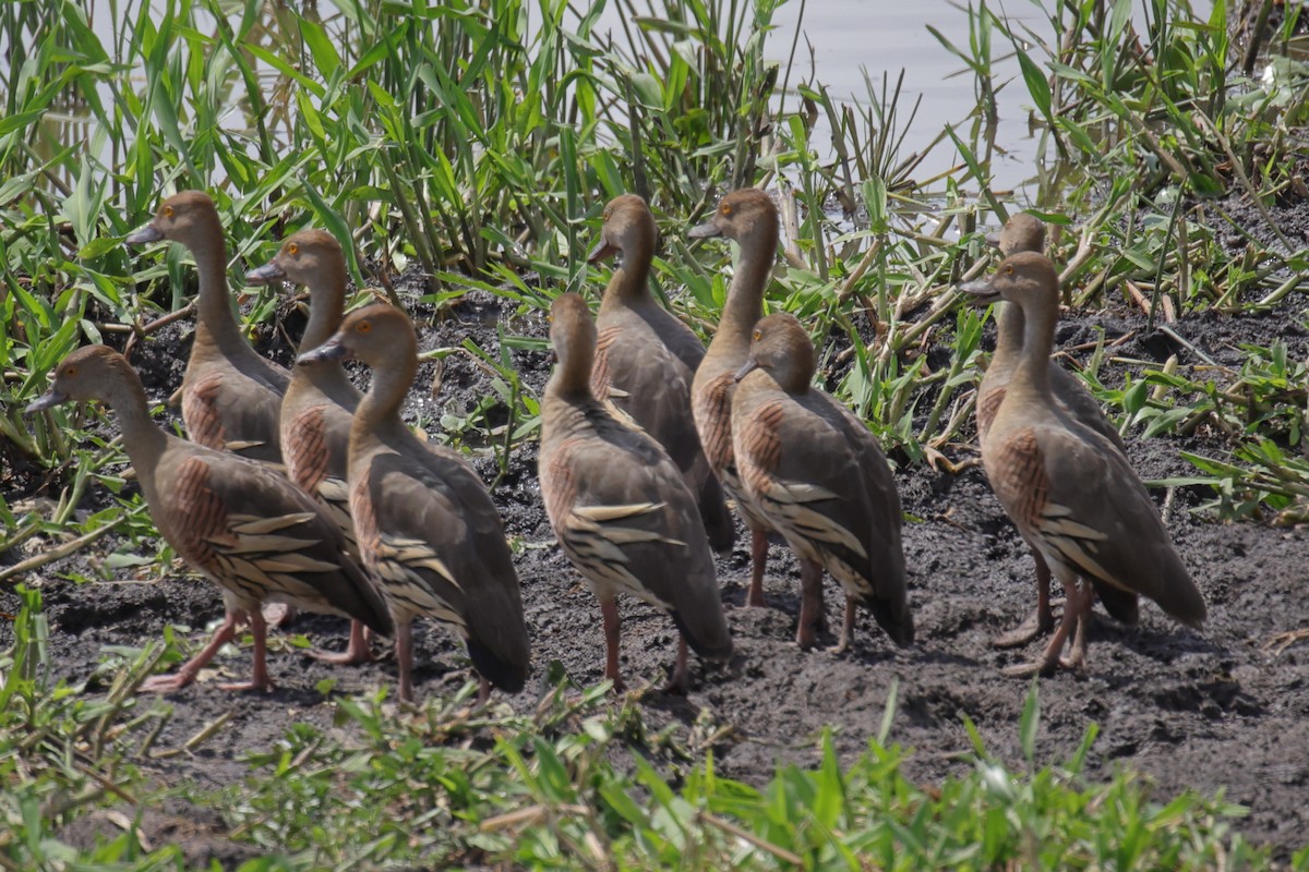 Plumed Whistling-Duck - ML642701332