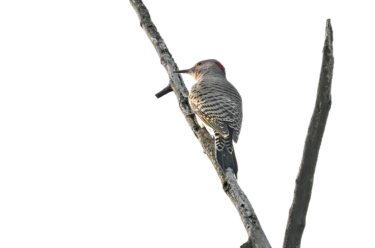 Northern Flicker (Yellow-shafted) - ML642701336