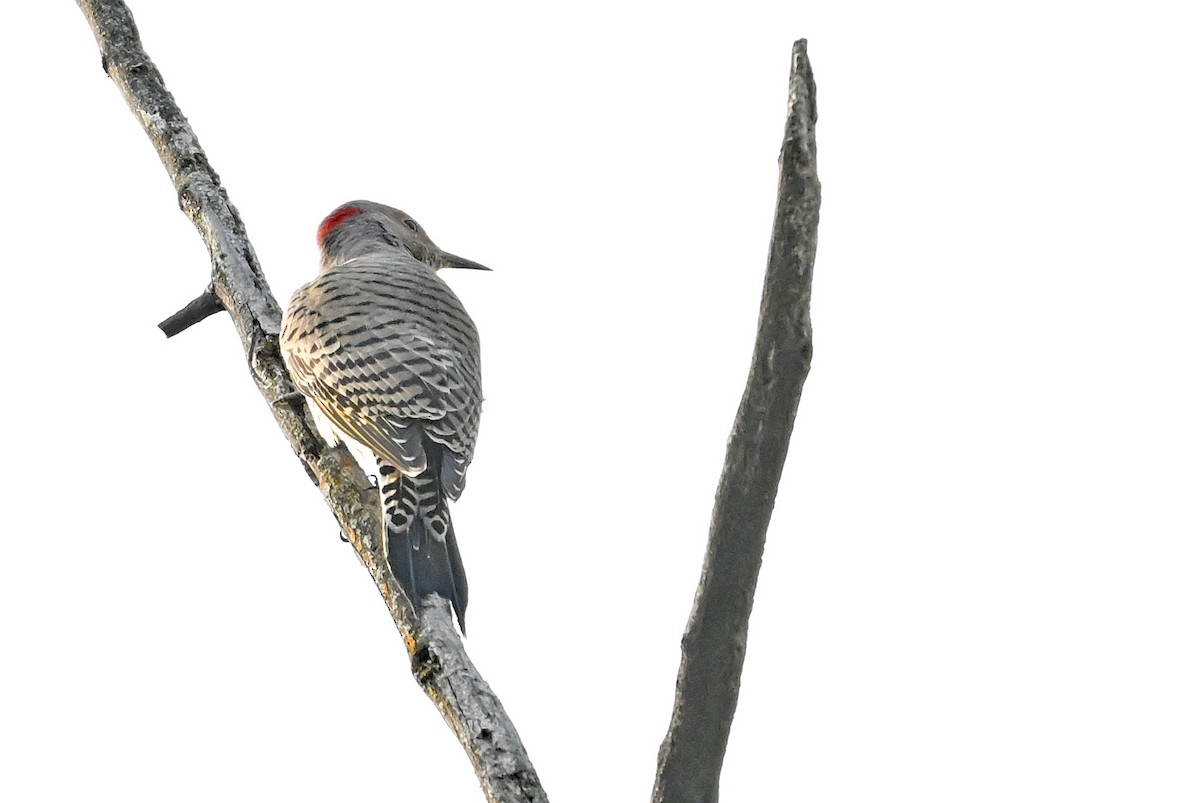 Northern Flicker (Yellow-shafted) - ML642701339