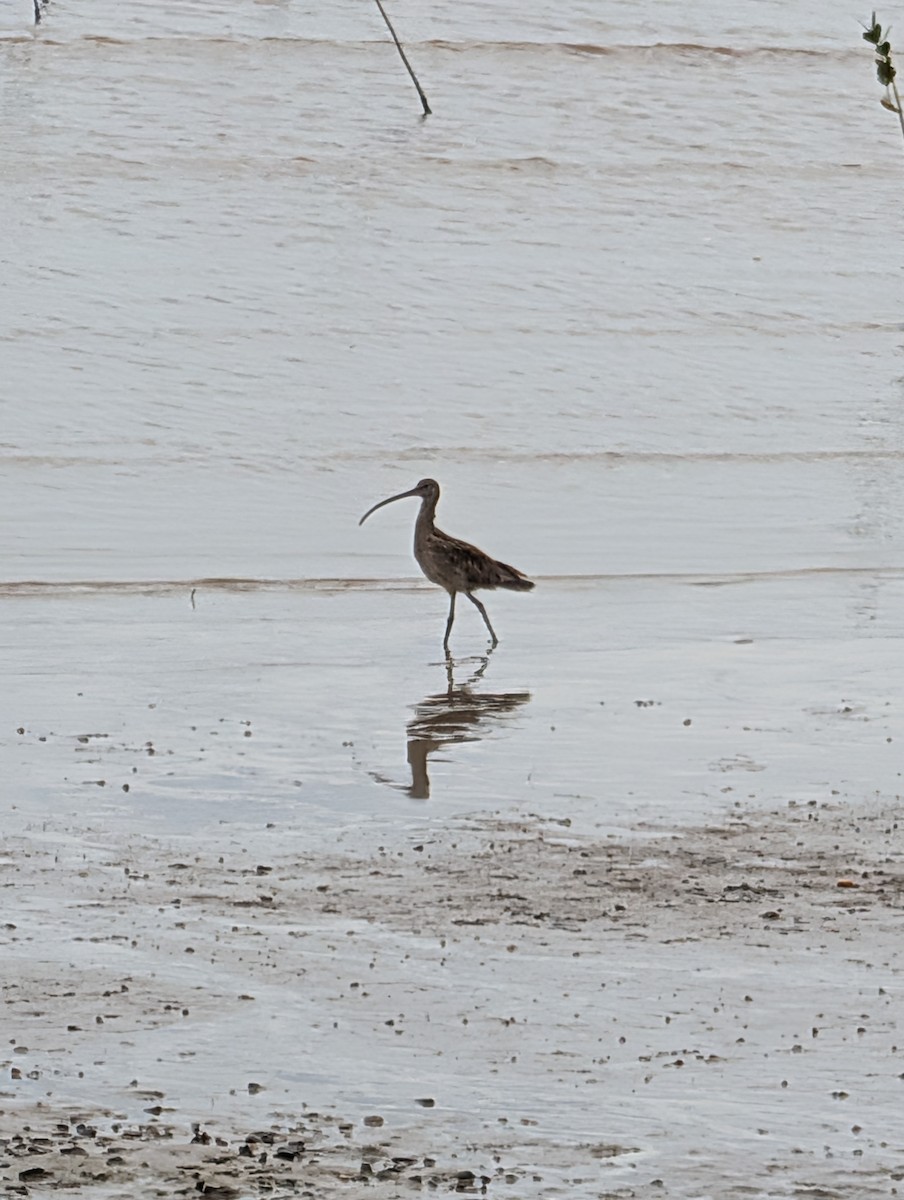 Far Eastern Curlew - ML642701349