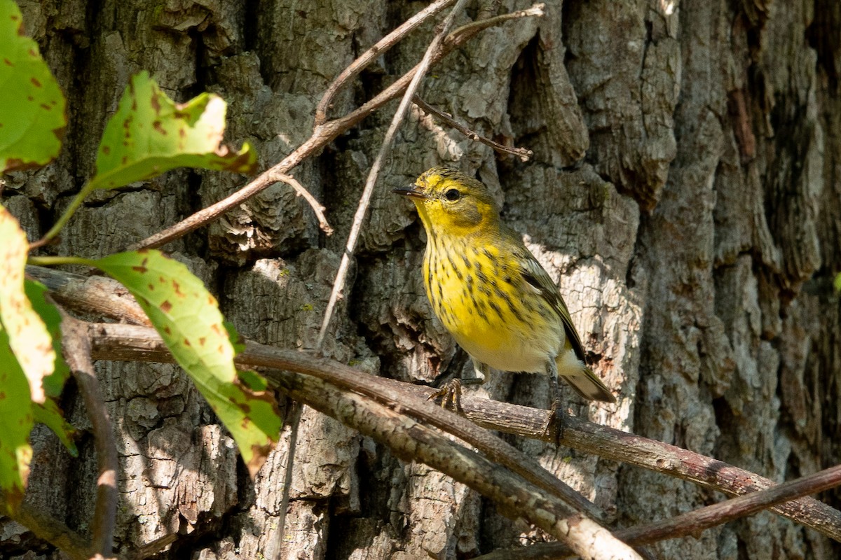 Cape May Warbler - ML642701358