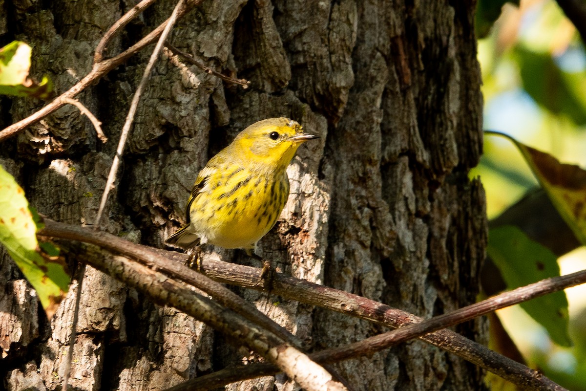 Cape May Warbler - ML642701359