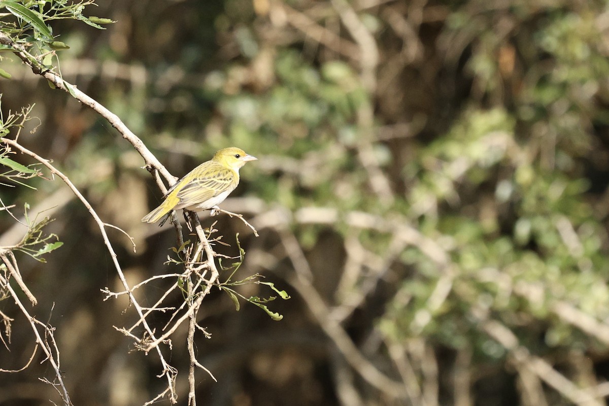 Lesser Masked-Weaver - ML642701374