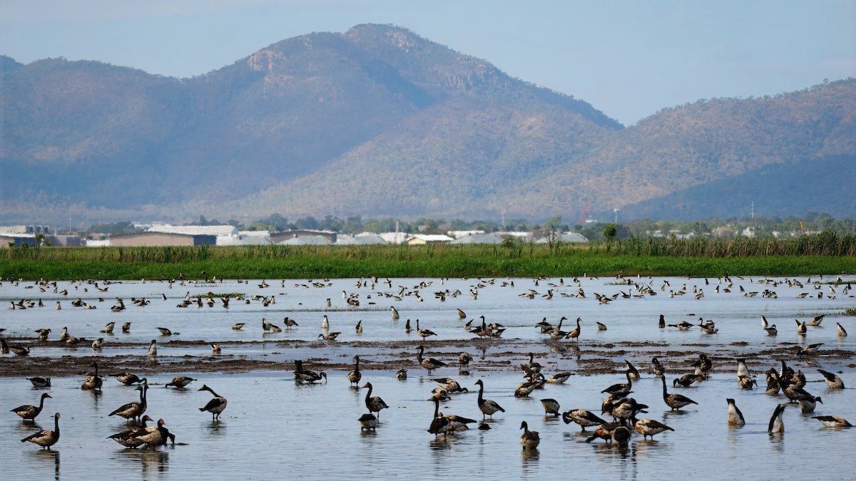 Magpie Goose - ML642701375