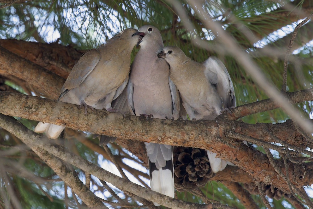 Eurasian Collared-Dove - ML642701377
