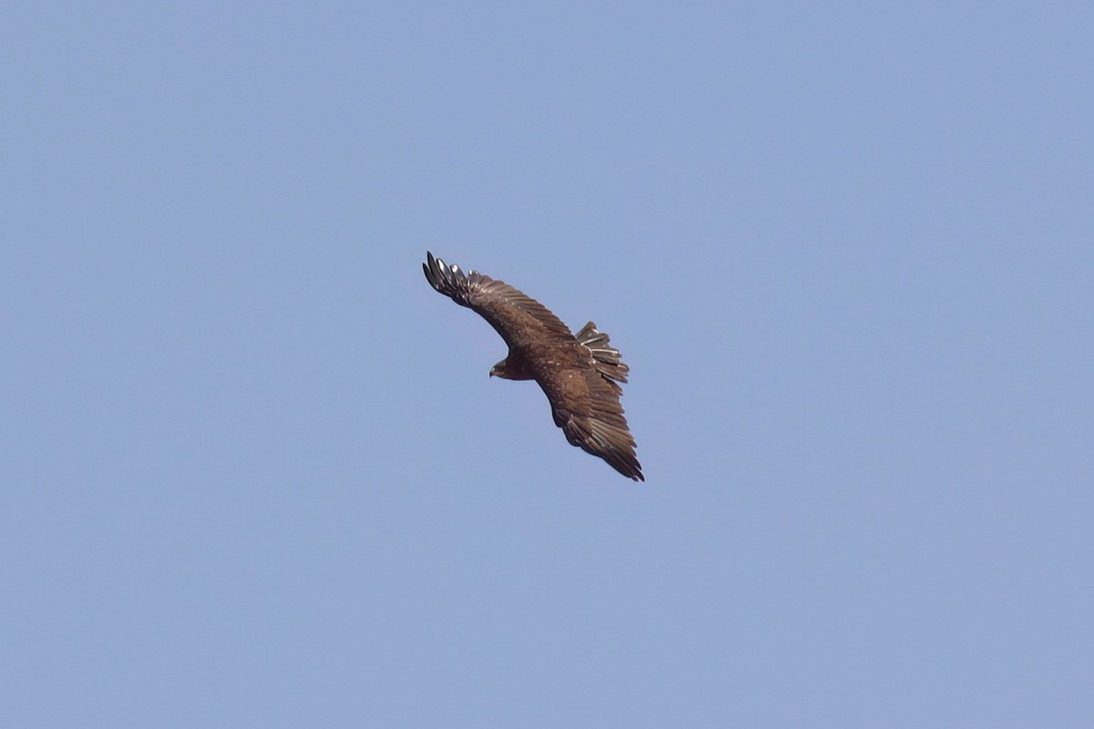 Águila Moteada - ML642701385