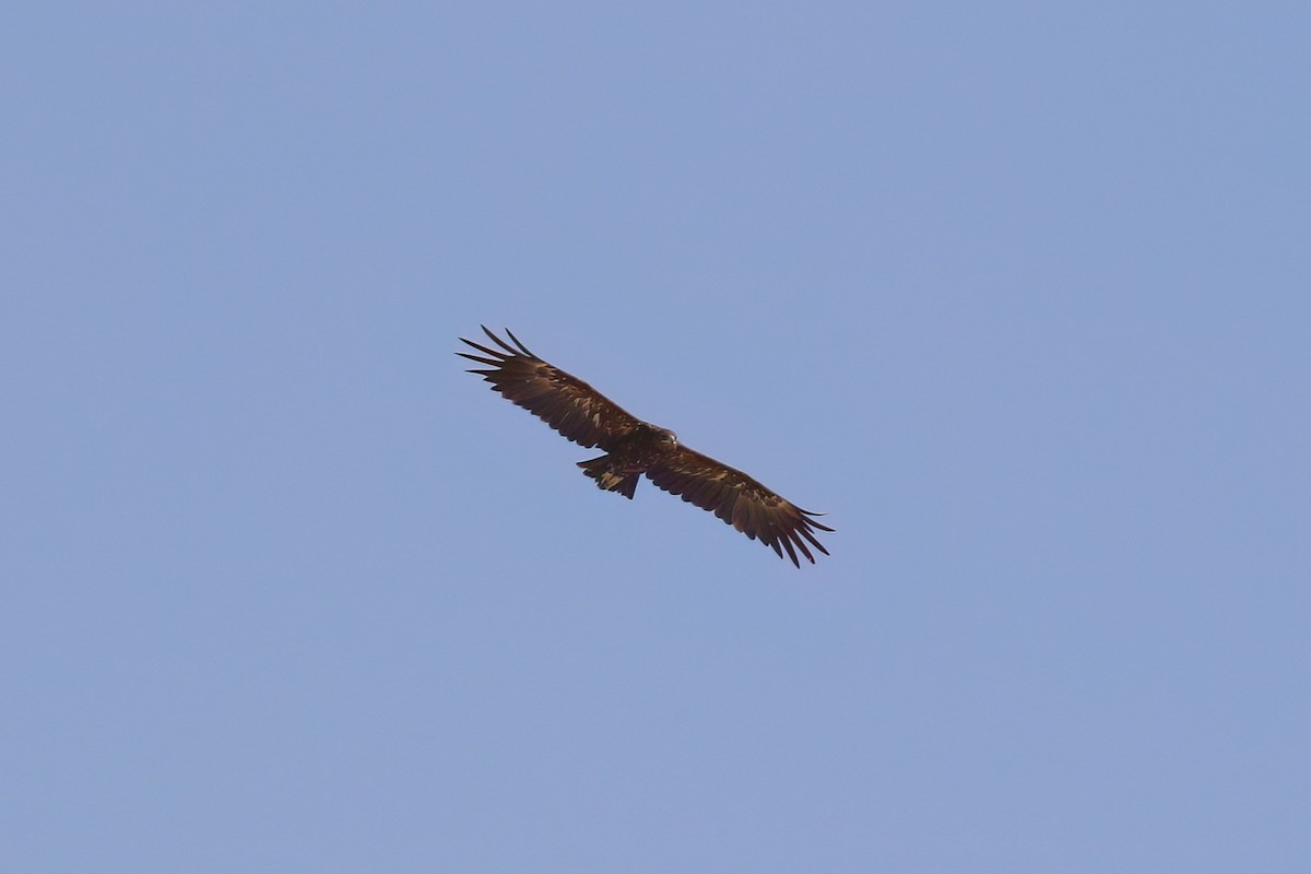 Águila Moteada - ML642701386