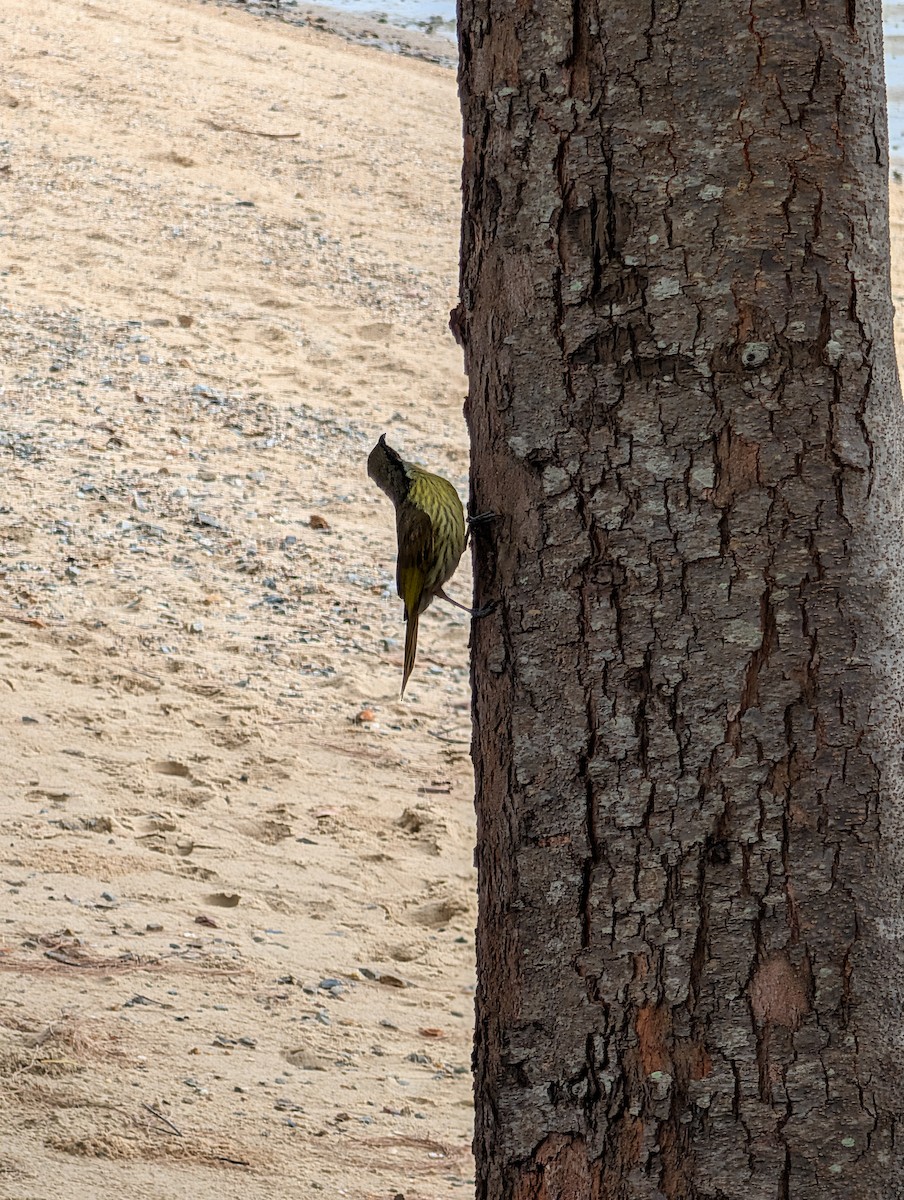 Varied Honeyeater - ML642701392
