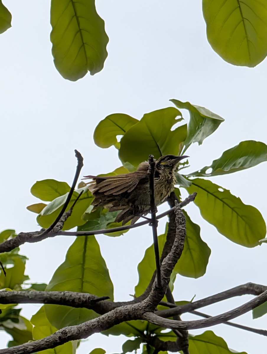 Varied Honeyeater - ML642701393
