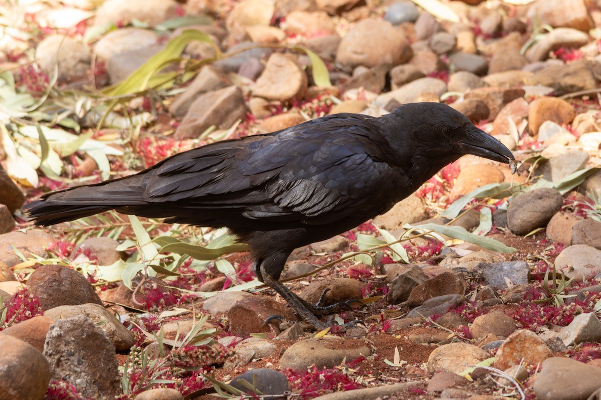 Corbeau de Torres - ML642701420